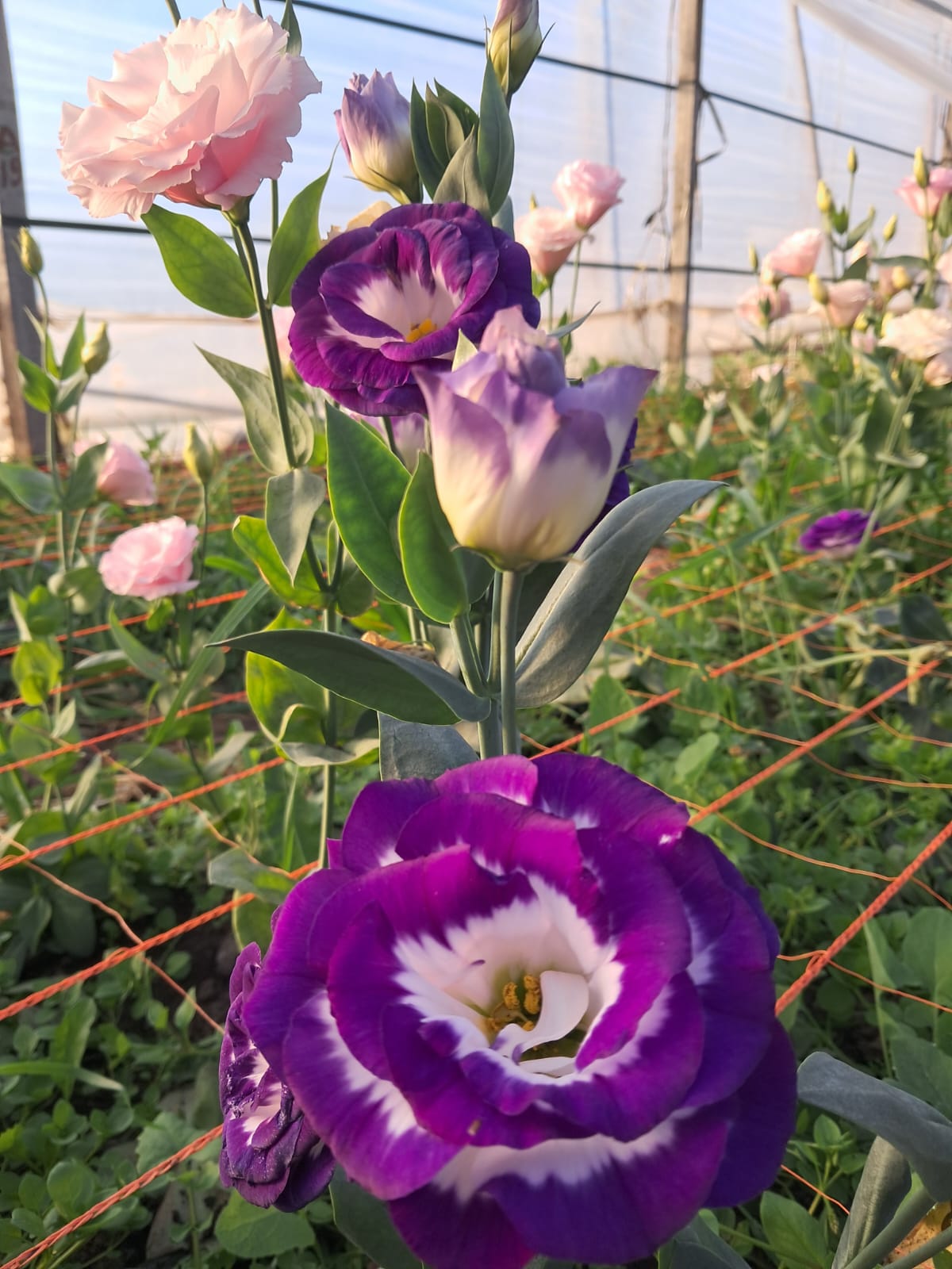 Flor en producción 5